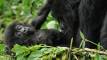 Gorilla Tours